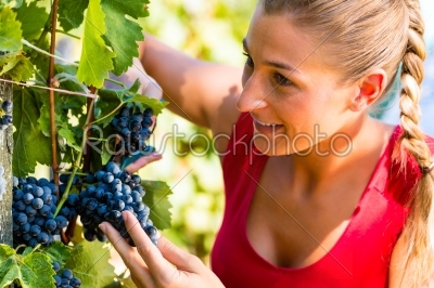 Woman picking grapes at harvest time