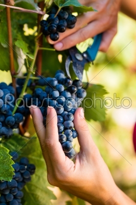 Woman winemaker picking wine grapes