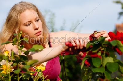 Woman working on roses in garden