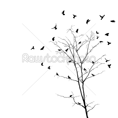 Birds and tree silhouettes