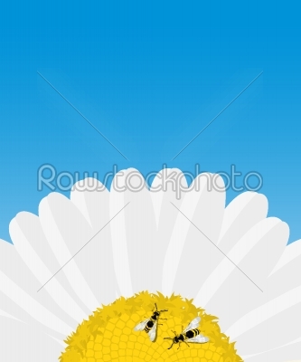Daisy and bees card
