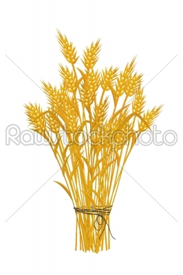 Golden wheat icon