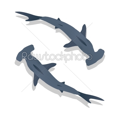 Hammer sharks