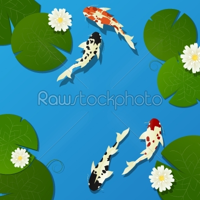 Koi fish and lotus