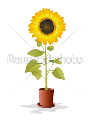 Potted sunflower