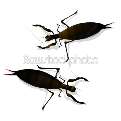 Two large insects