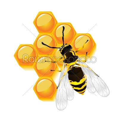 wasp and honeycomb
