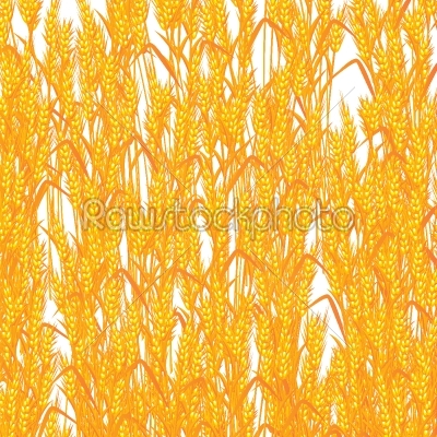Wheat summer background