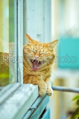 A orange yawning cat on the window, summer day