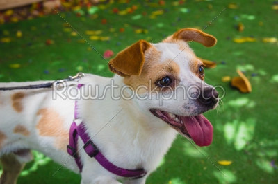 Adorable Jack Russell Terrier dog in the park