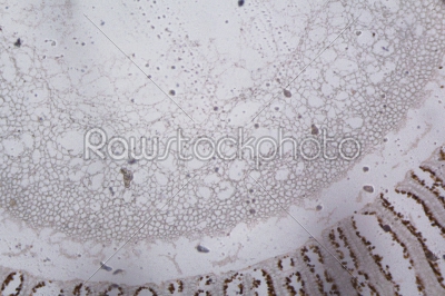 Agaricus section under the microscope