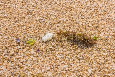 algae and sea shell on a beach sand, closeup