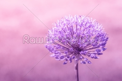 Allium Giganteum in violet colors