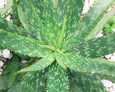 Aloe Vera - healing plant