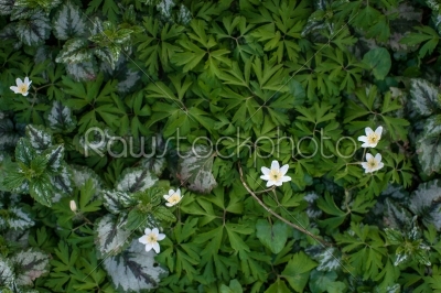 Anemone flower in a garden