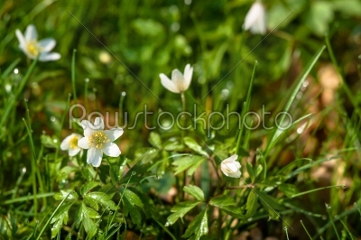 Anemone flower on the forest floor