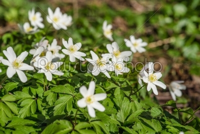 Anemone flowers in a forest