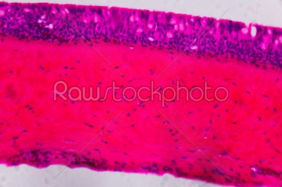 Anodonta gills ciliated epithelium under the microscope - Abstra