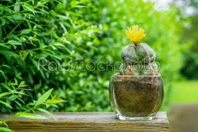 Astrophytum myriostigma cactus with a yellow flower