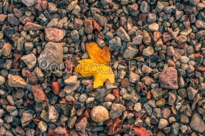 Autumn leaf on pebbles