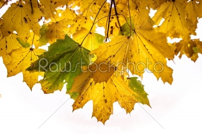 Autumn leafs