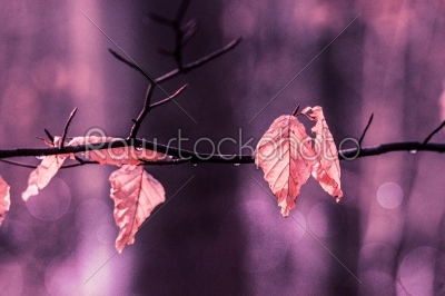 Autumn leaves hanging from a twig