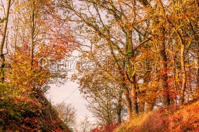 Autumn leaves in in a forest scenery