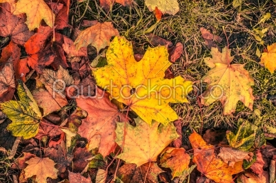 Autumn leaves in november