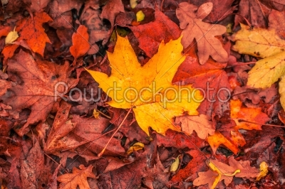 Autumn leaves in warm colors