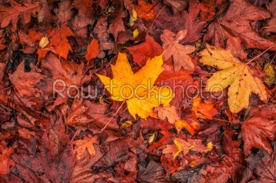 Autumn maple in warm colors