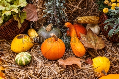 Autumn pumpkin decoration in beautiful colors