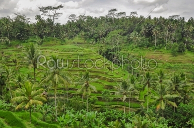 Bali ricefield  Indonesia Ubud Bali