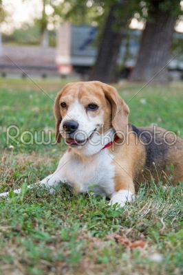beagle dog lying on the grass in the park and watching something