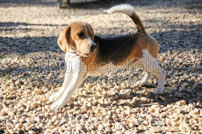 beagle puppy dog stretching on rocks
