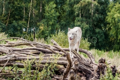 Beautiful arctic wolf standing on a tree