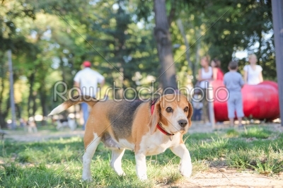 beautiful beagle puppy dog in park with hound position paws
