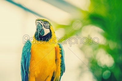 Beautiful blue and yellow macaw parrot