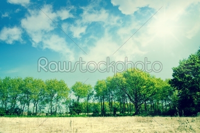 Beautiful green trees on a dry field