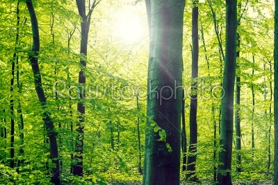 Beech forest panorama landscape