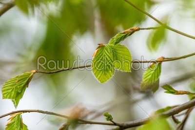 Beech leaves in the spring