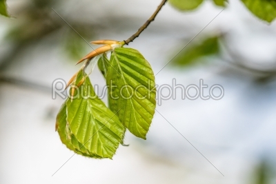 Beech leaves on a twig