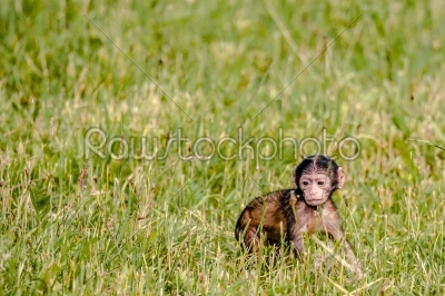 Berber baby monkey on a field