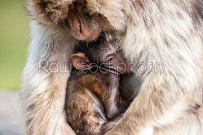 Berber monkey mom holding it_qt_s baby