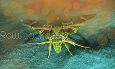 Big animal seeming moth sitting on a green cloth
