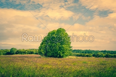 Big green tree on a field