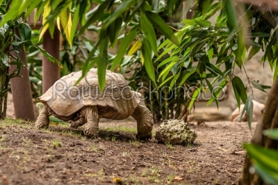Big turtle in the jungle