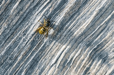 Big wasp on a piece of wood