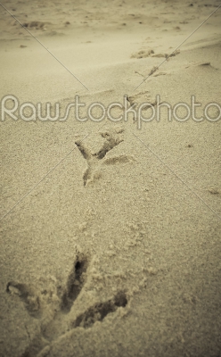 Bird footprints on sand beach