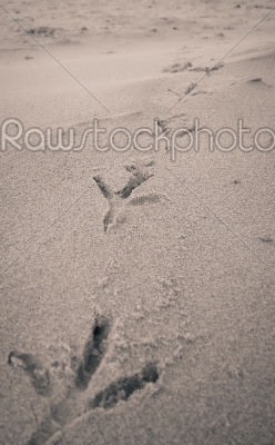 Bird footprints on sand beach
