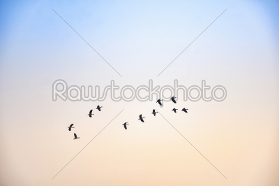 Birds flying in flocks freely in the blue sky in group in early 